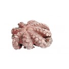 POULPE T4 MOYEN - 1.2 A 2KG AU KG 