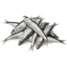 SARDINE PETITES PETINGA (870gr net) SAC 1KG